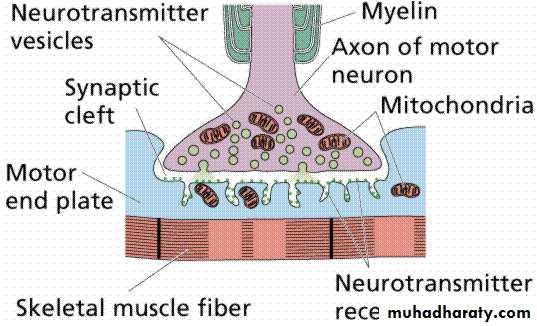 Nervous system