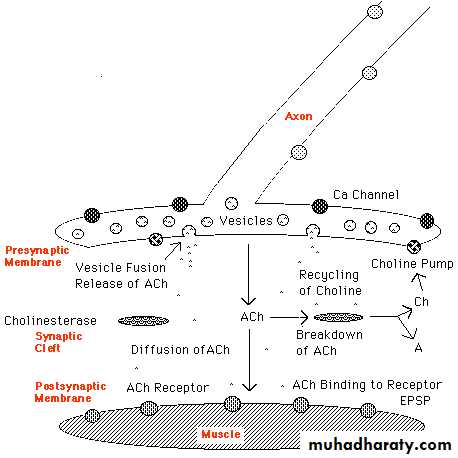 Nervous system