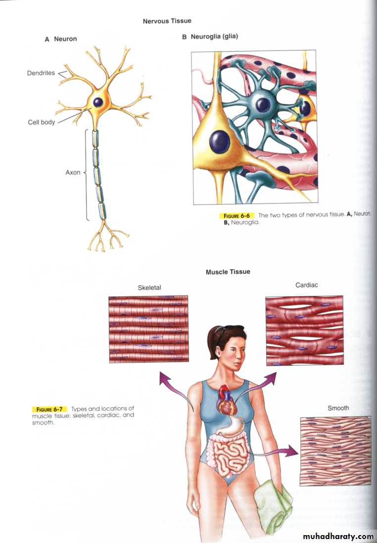 Nervous system
