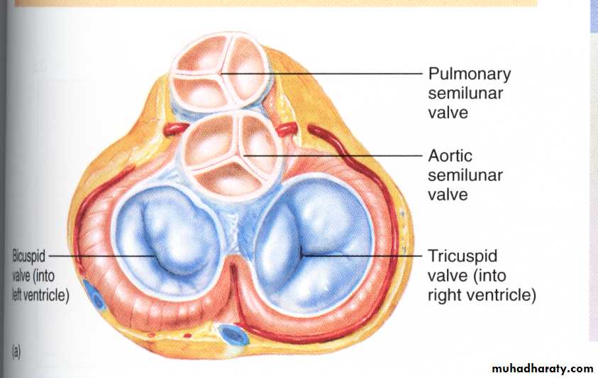 Circulatory system