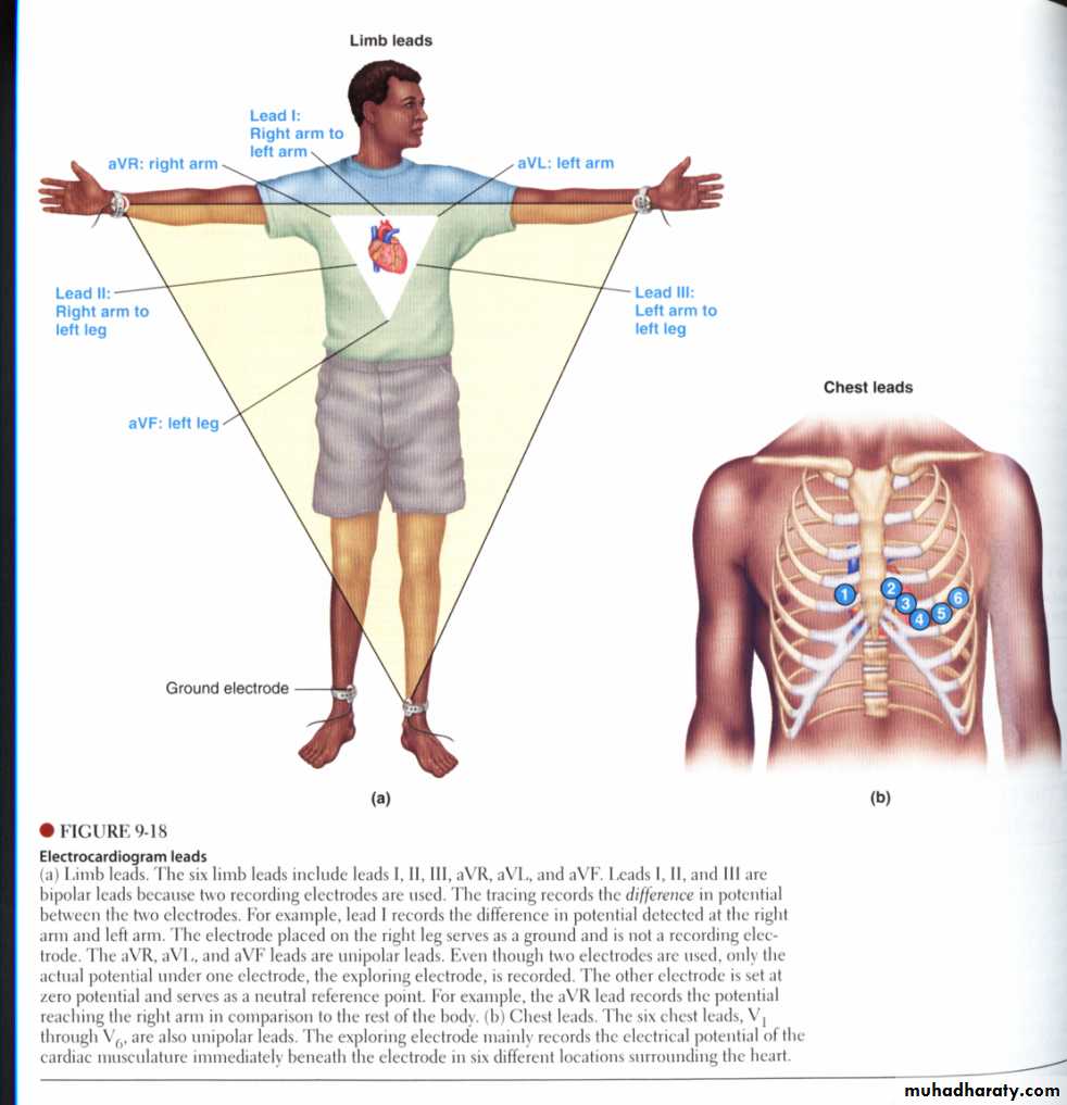 Circulatory system