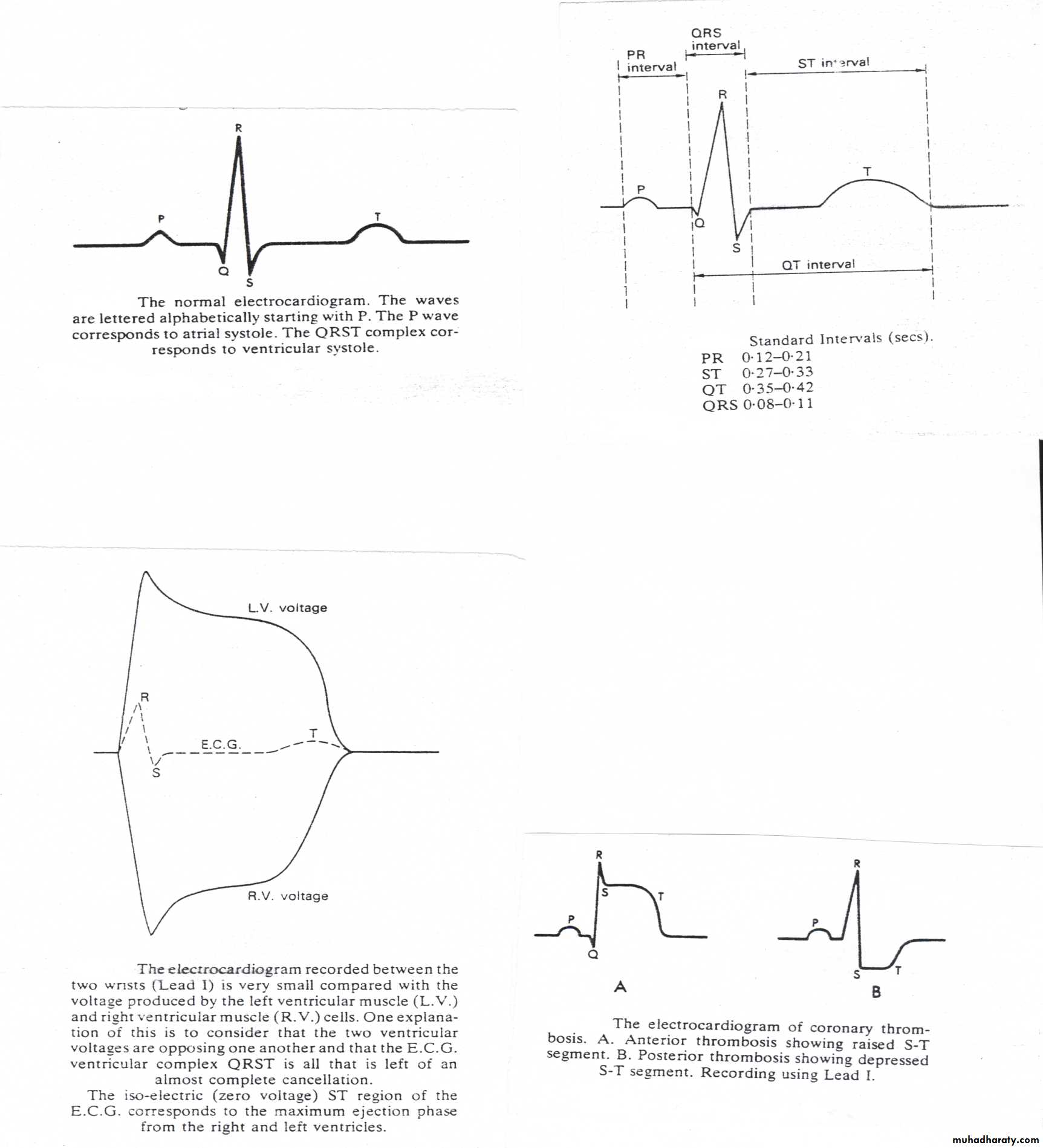 Circulatory system