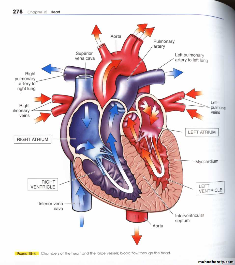 Circulatory system