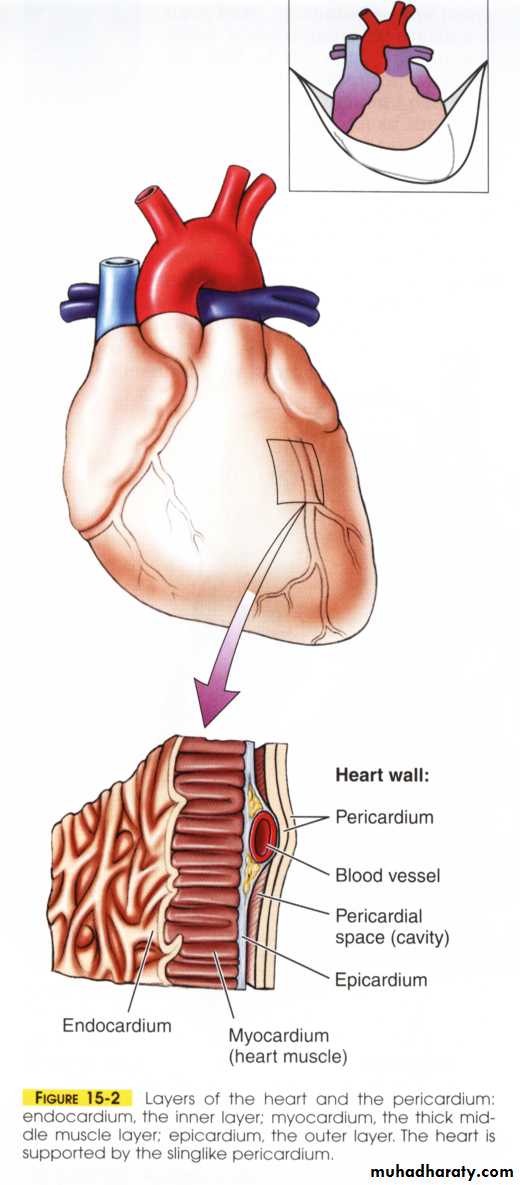 Circulatory system