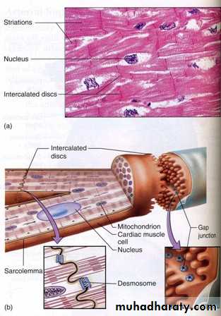 Circulatory system