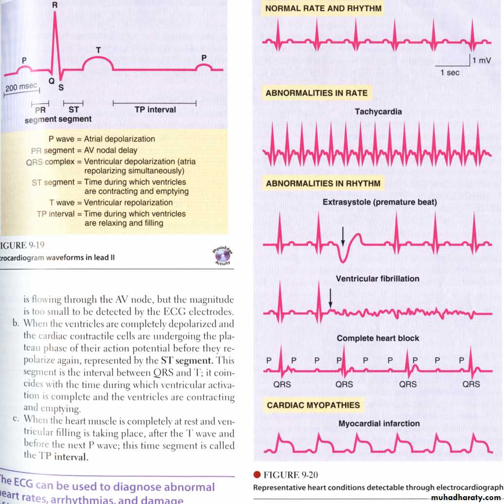 Circulatory system