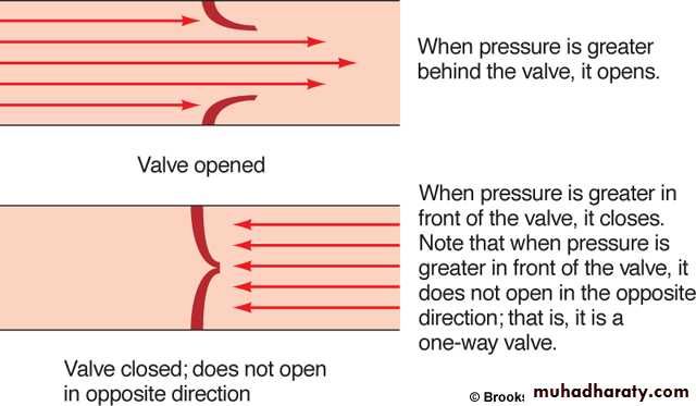 Circulatory system