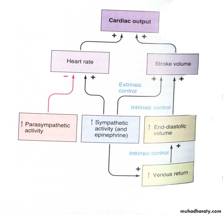 Circulatory system