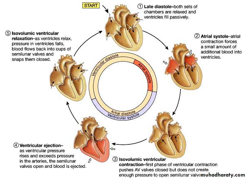 Circulatory system