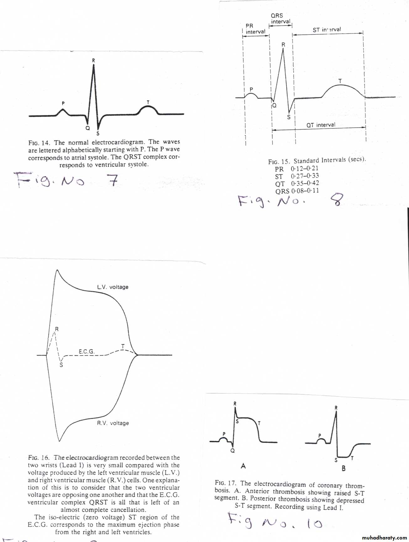 Circulatory system