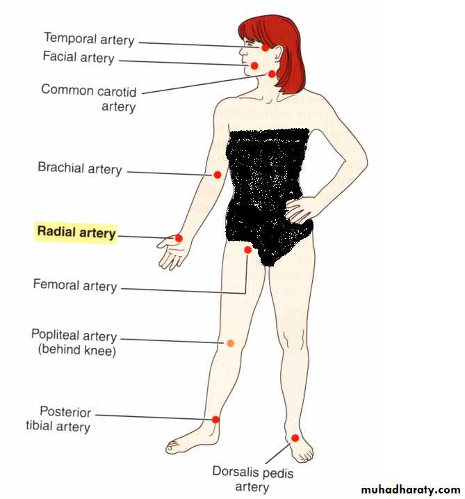 Circulatory system