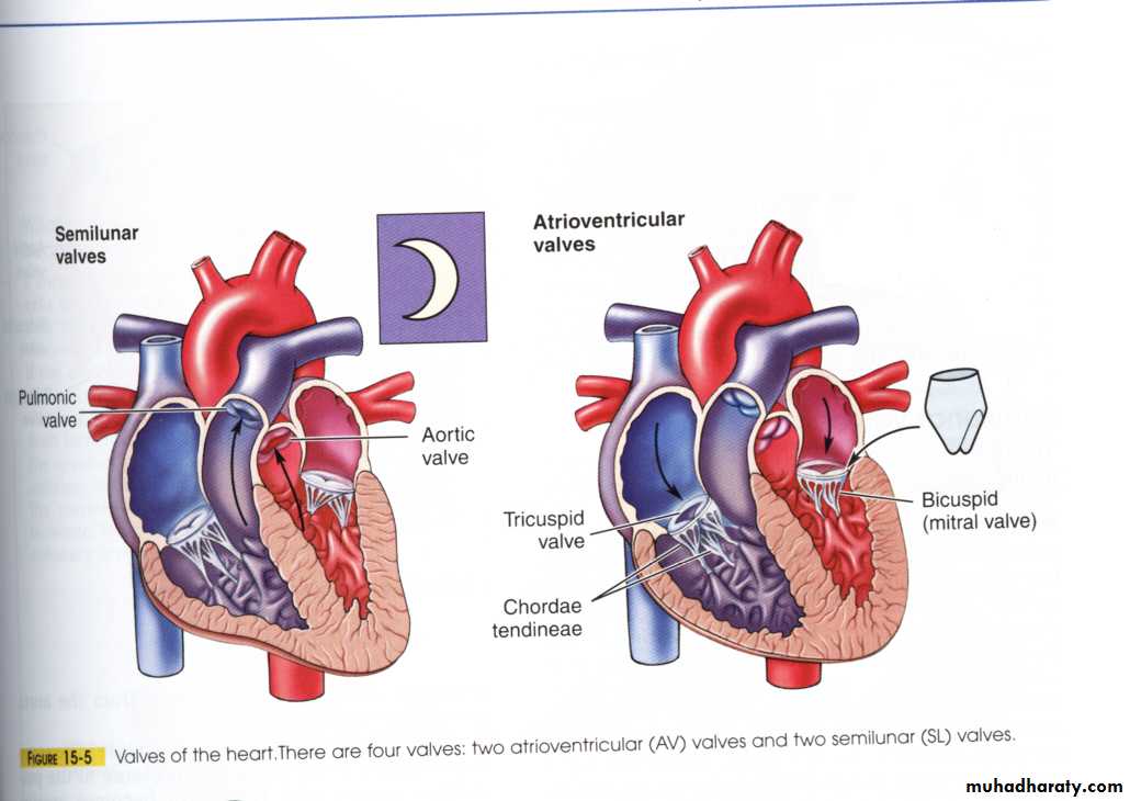 Circulatory system