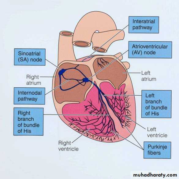 Circulatory system