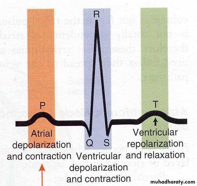 Circulatory system