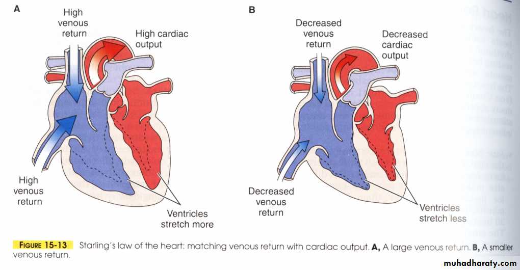 Circulatory system