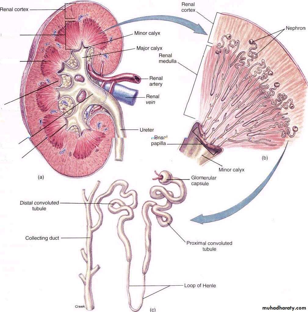 Urinary system