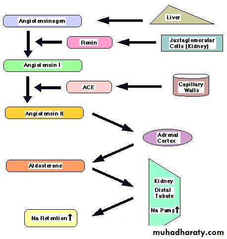 Urinary system