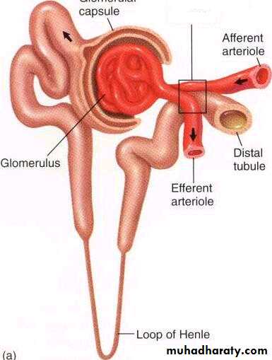 Urinary system
