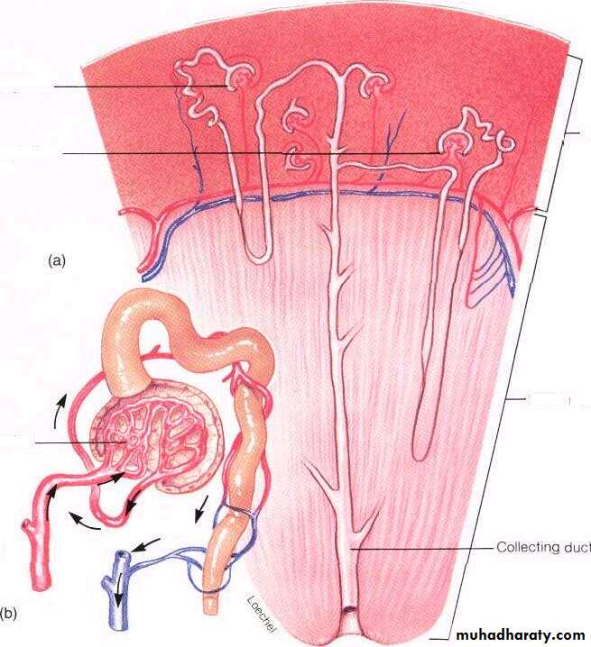 Urinary system