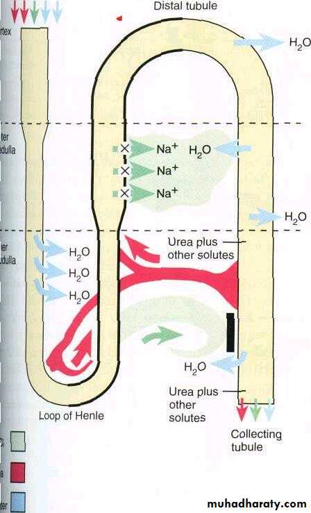 Urinary system