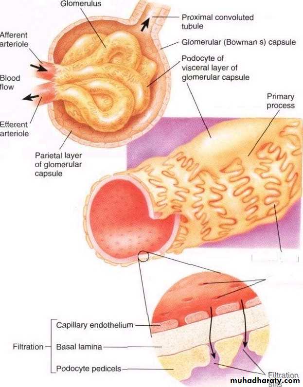 Urinary system