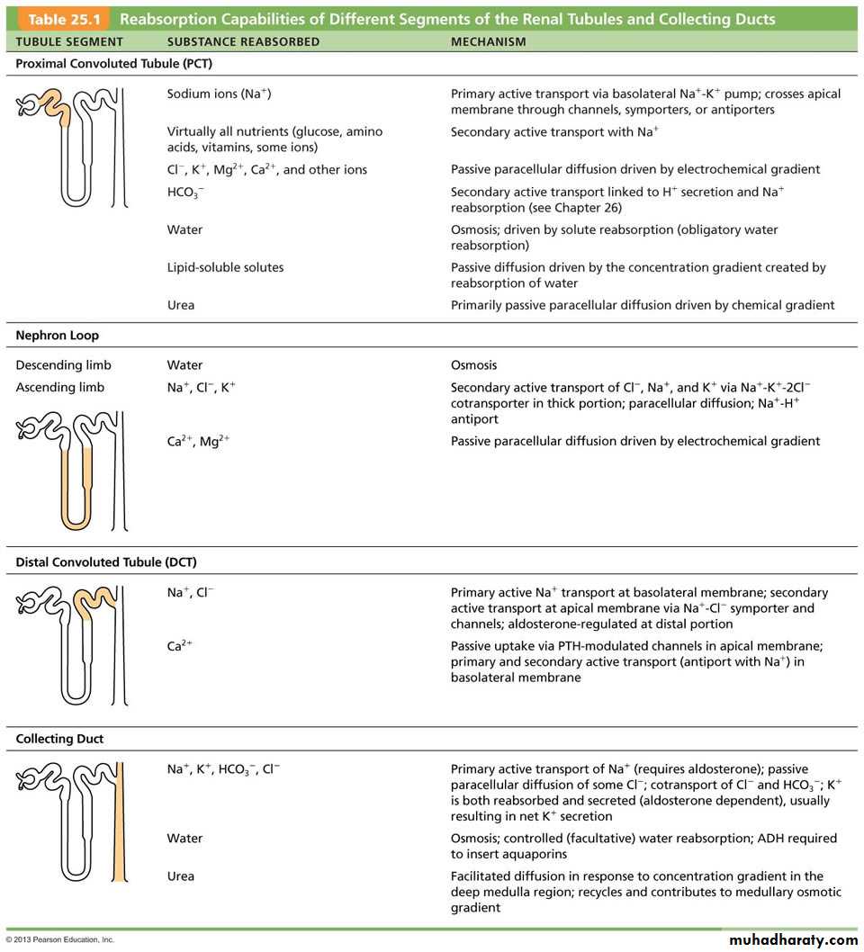 Urinary system