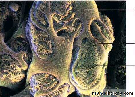 Urinary system