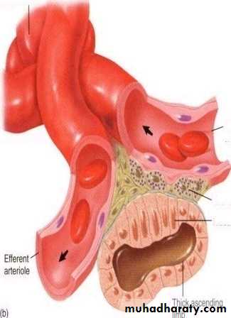 Urinary system