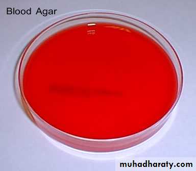 Practical bacterial identification