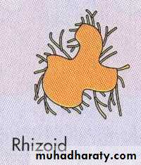 Practical bacterial identification
