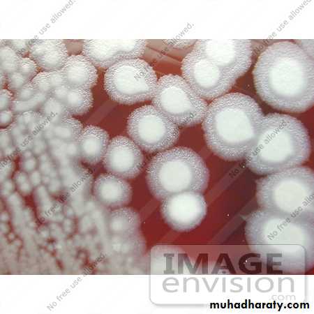 Practical bacterial identification
