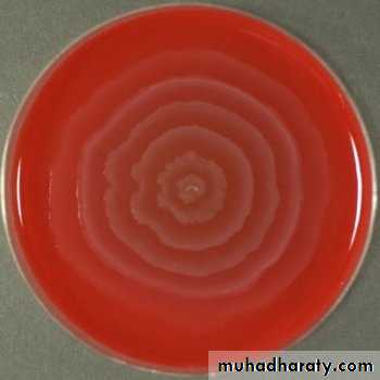 Practical bacterial identification