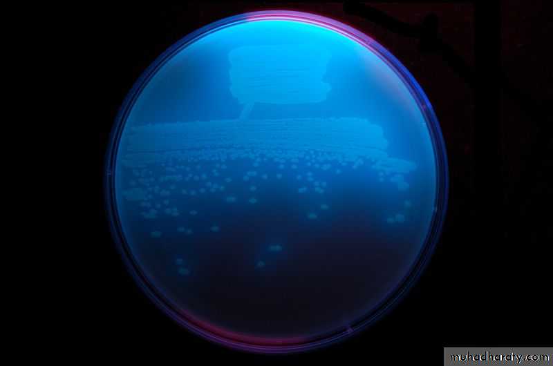 Practical bacterial identification