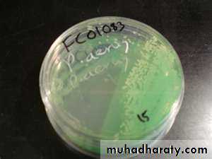 Practical bacterial identification