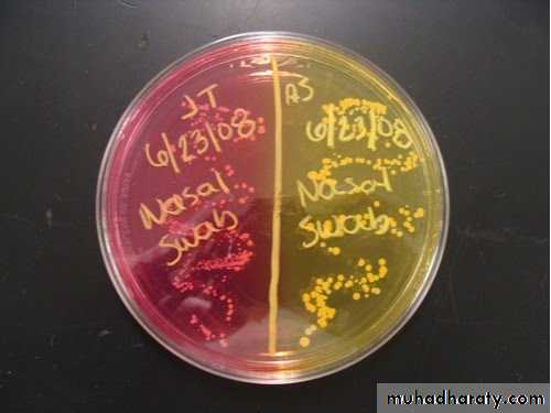 Practical bacterial identification