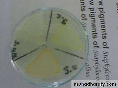 Practical bacterial identification