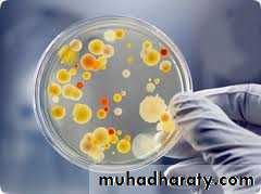 Practical bacterial identification