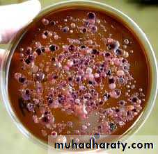 Practical bacterial identification