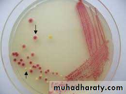 Practical bacterial identification