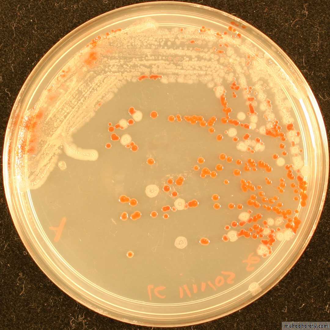 Practical bacterial identification