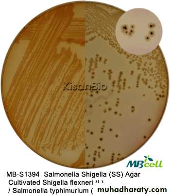 Practical bacterial identification