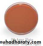 Practical bacterial identification