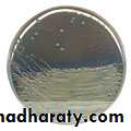 Practical bacterial identification