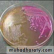 Practical bacterial identification