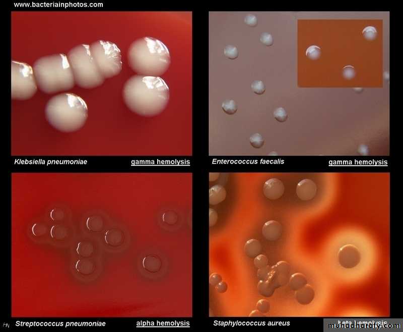 Practical bacterial identification