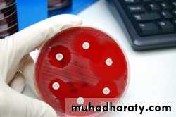 Antibiotic sensitivity testing