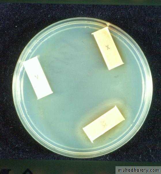 Practical non enteric G n rods