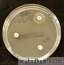 Practical non enteric G n rods