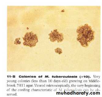 Practical non enteric G n rods
