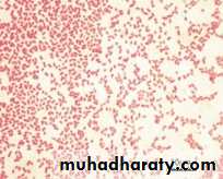 Practical non enteric G n rods